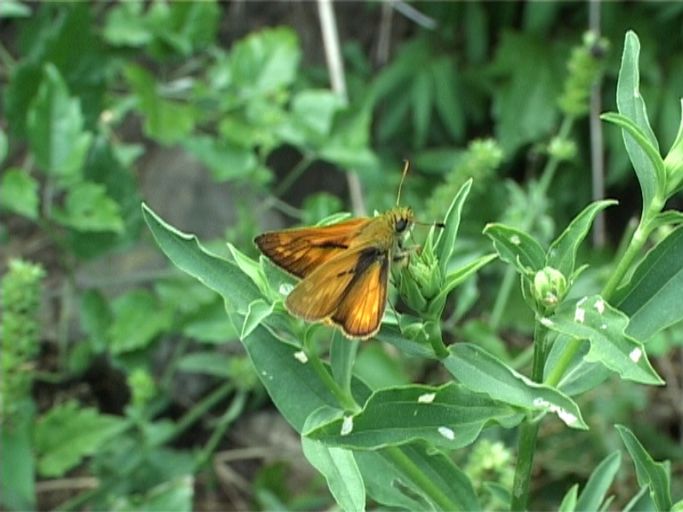 Rostfarbiger Dickkopffalter ( Ochlodes sylvanus ), Männchen : Am Niederrhein, Biotop, 11.07.2006